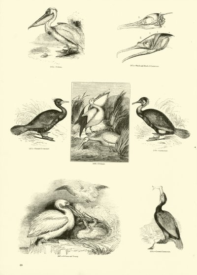 Página del Museo Pictórico de la Naturaleza Animada de English School