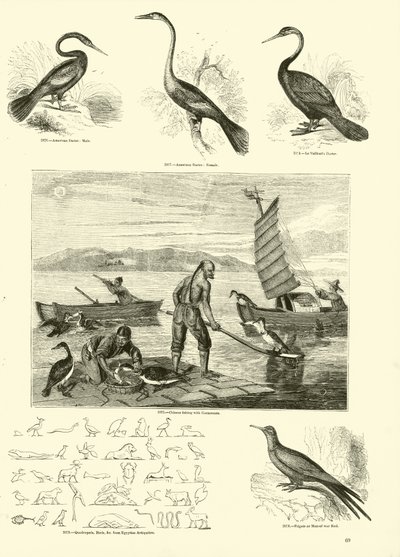 Página del Museo Pictórico de la Naturaleza Animada de English School