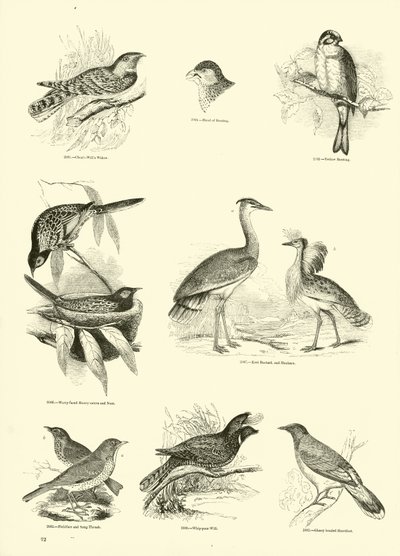 Página del Museo Pictórico de la Naturaleza Animada de English School
