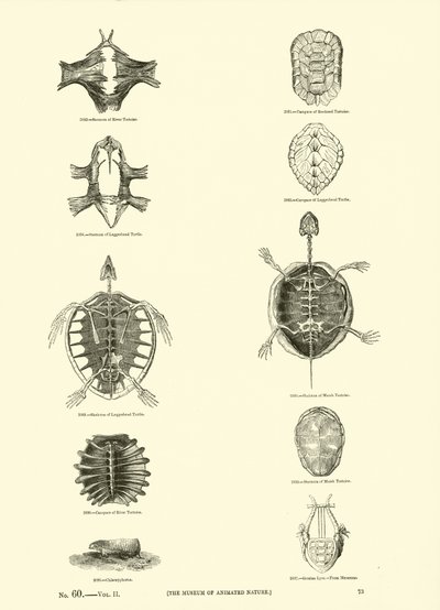 Página del Museo Pictórico de la Naturaleza Animada de English School