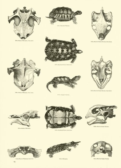 Página del Museo Pictórico de la Naturaleza Animada de English School