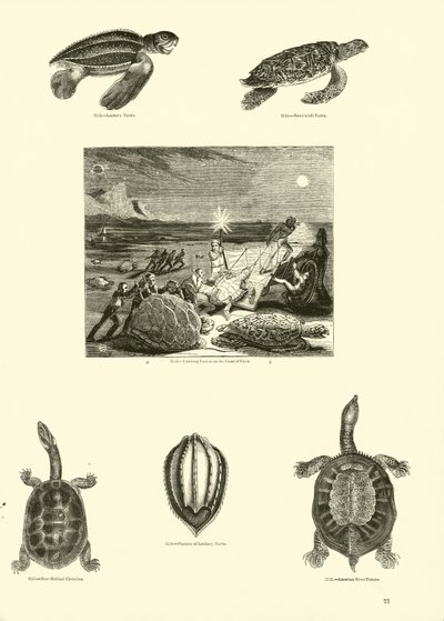 Página del Museo Pictórico de la Naturaleza Animada de English School