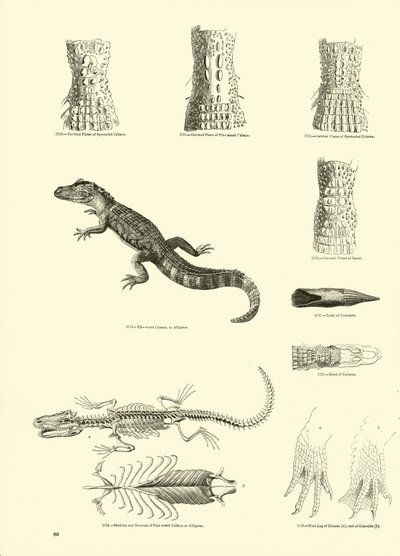 Página del Museo Pictórico de la Naturaleza Animada de English School