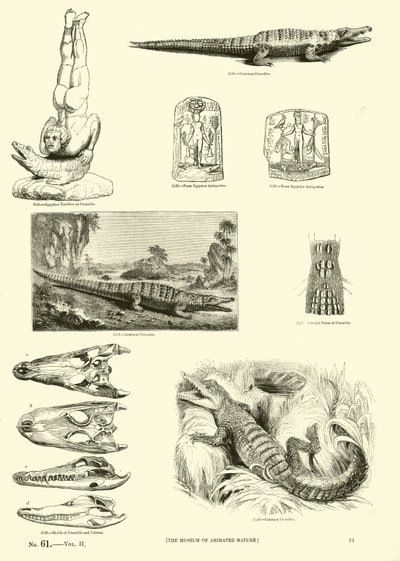 Página del Museo Pictórico de la Naturaleza Animada de English School