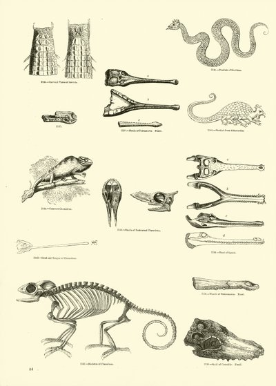 Página del Museo Pictórico de la Naturaleza Animada de English School