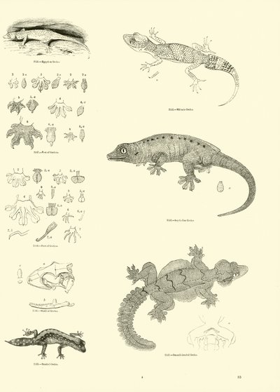 Página del Museo Pictórico de la Naturaleza Animada de English School