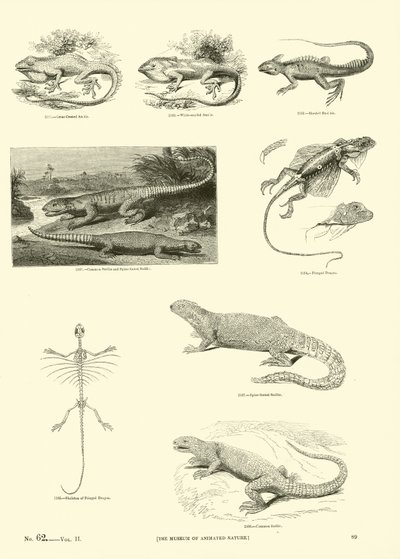 Página del Museo Pictórico de la Naturaleza Animada de English School