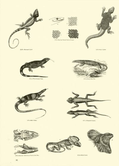 Página del Museo Pictórico de la Naturaleza Animada de English School