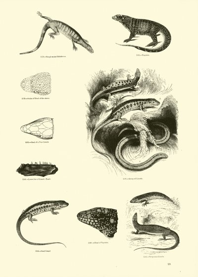 Página del Museo Pictórico de la Naturaleza Animada de English School