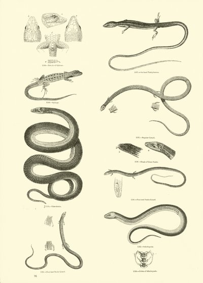 Página del Museo Pictórico de la Naturaleza Animada de English School
