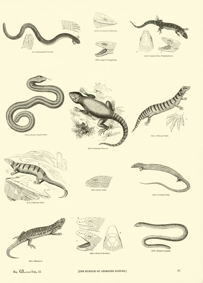 Página del Museo Pictórico de la Naturaleza Animada de English School