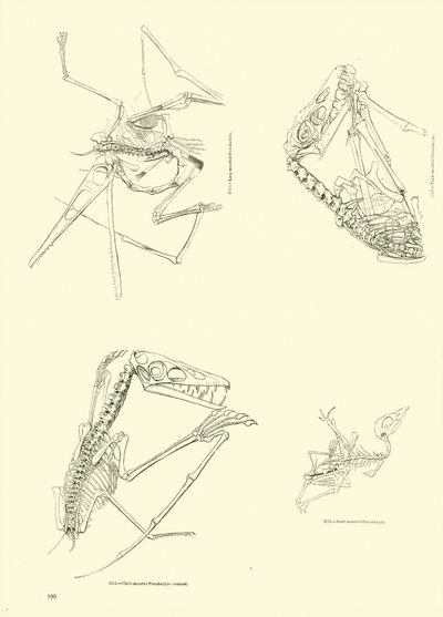 Página del Museo Pictórico de la Naturaleza Animada de English School