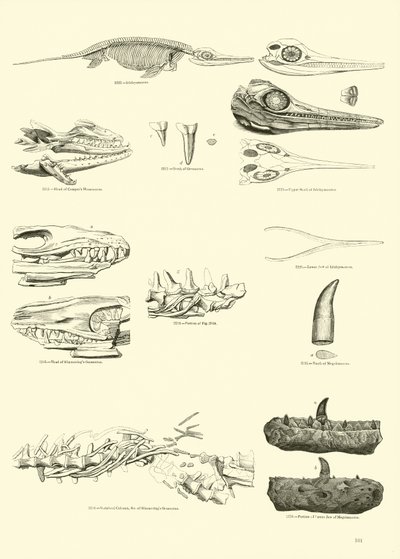 Página del Museo Pictórico de la Naturaleza Animada de English School