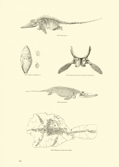 Página del Museo Pictórico de la Naturaleza Animada de English School