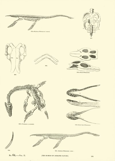 Página del Museo Pictórico de la Naturaleza Animada de English School