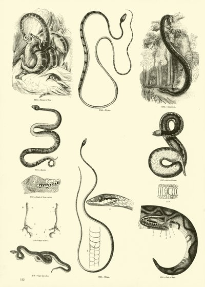 Página del Museo Pictórico de la Naturaleza Animada de English School