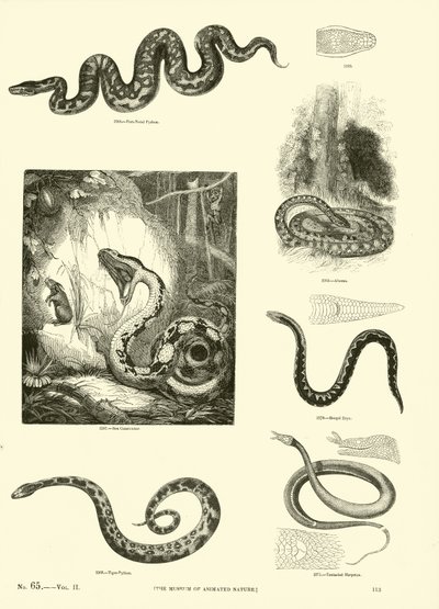 Página del Museo Pictórico de la Naturaleza Animada de English School