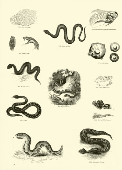 Página del Museo Pictórico de la Naturaleza Animada de English School