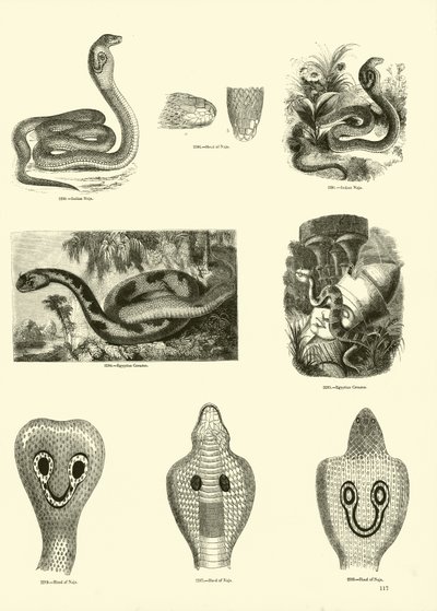 Página del Museo Pictórico de la Naturaleza Animada de English School