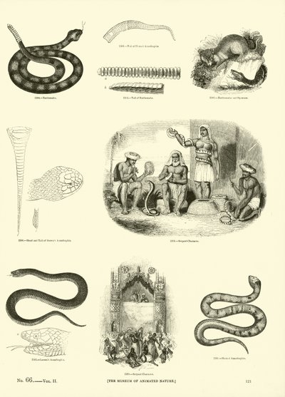 Página del Museo Pictórico de la Naturaleza Animada de English School