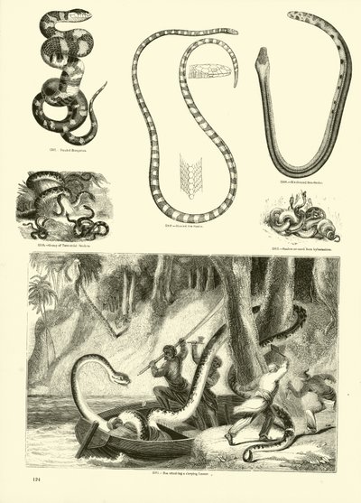 Página del Museo Pictórico de la Naturaleza Animada de English School
