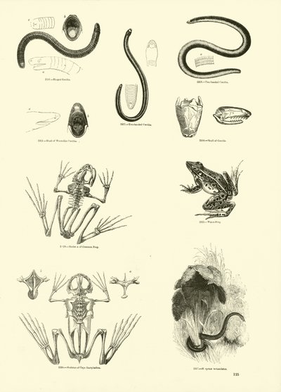 Página del Museo Pictórico de la Naturaleza Animada de English School