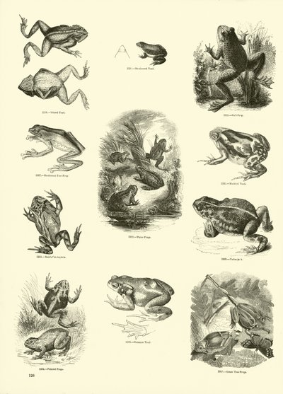 Página del Museo Pictórico de la Naturaleza Animada de English School