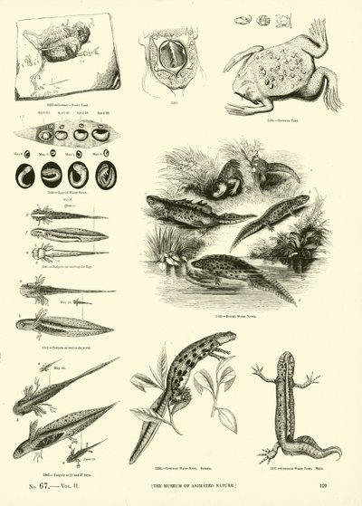 Página del Museo Pictórico de la Naturaleza Animada de English School