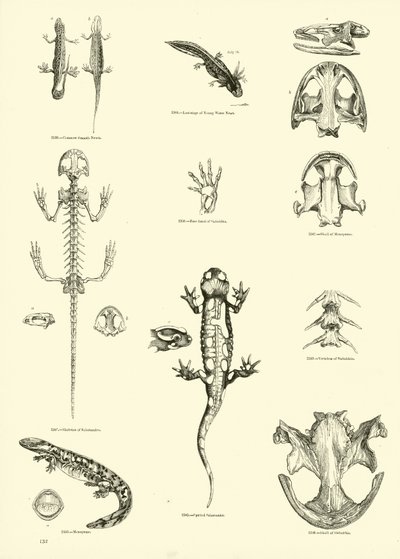Página del Museo Pictórico de la Naturaleza Animada de English School
