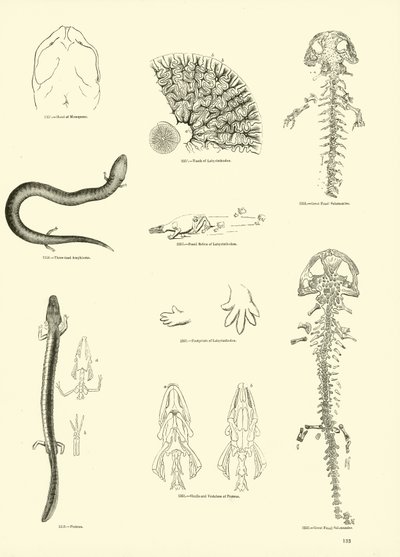 Página del Museo Pictórico de la Naturaleza Animada de English School