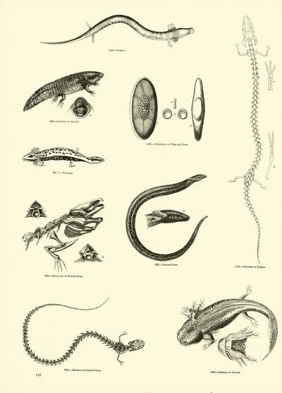 Página del Museo Pictórico de la Naturaleza Animada de English School