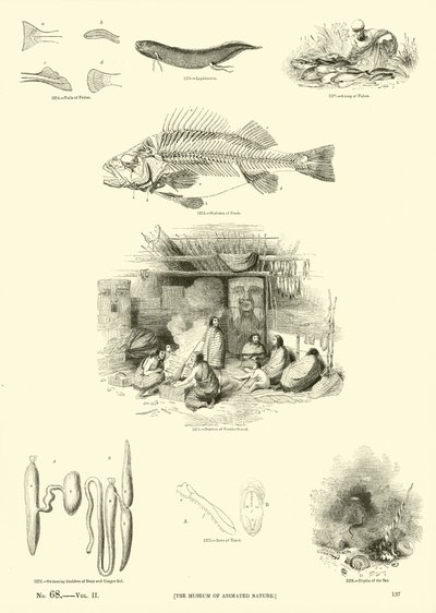 Página del Museo Pictórico de la Naturaleza Animada de English School