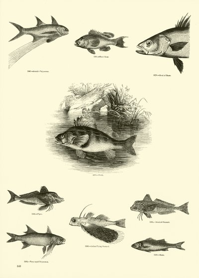 Página del Museo Pictórico de la Naturaleza Animada de English School