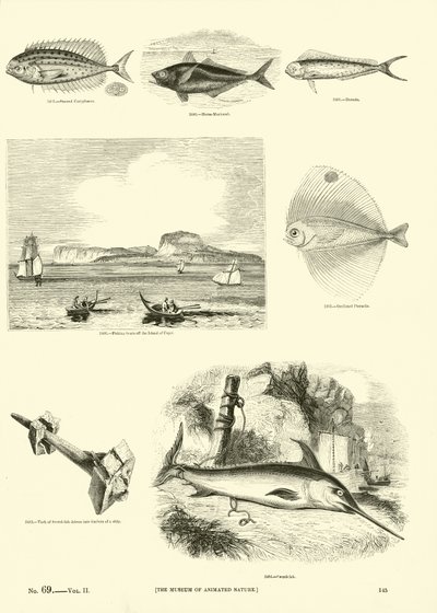 Página del Museo Pictórico de la Naturaleza Animada de English School