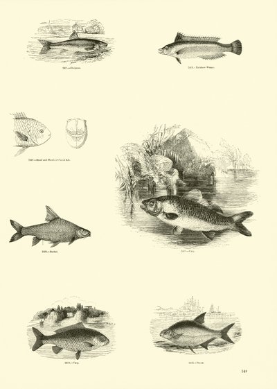 Página del Museo Pictórico de la Naturaleza Animada de English School