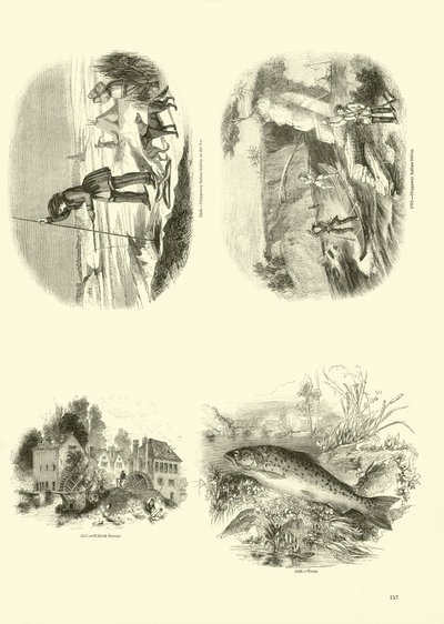 Página del Museo Pictórico de la Naturaleza Animada de English School