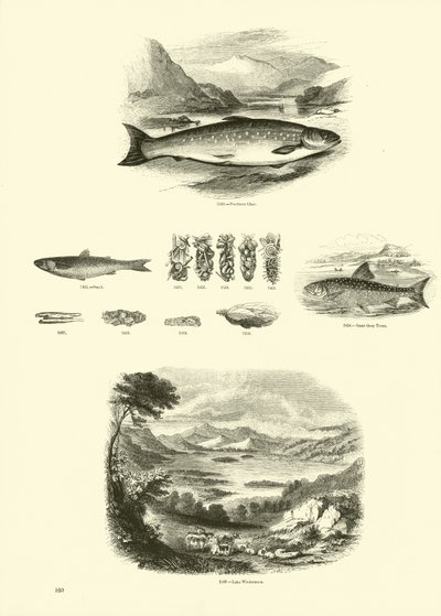 Página del Museo Pictórico de la Naturaleza Animada de English School