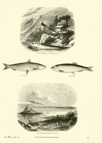 Página del Museo Pictórico de la Naturaleza Animada de English School