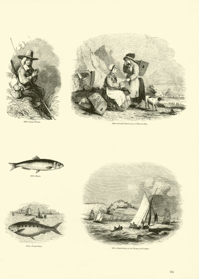 Página del Museo Pictórico de la Naturaleza Animada de English School