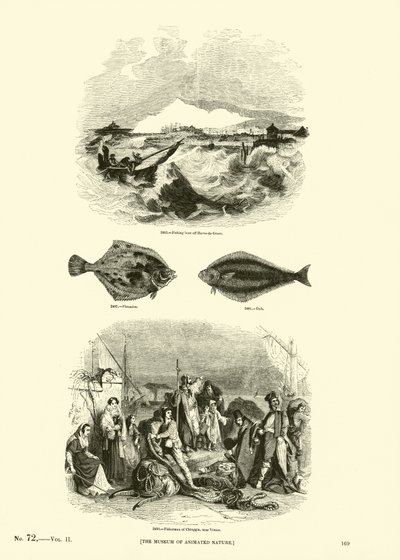 Página del Museo Pictórico de la Naturaleza Animada de English School