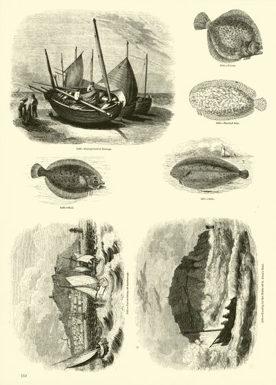 Página del Museo Pictórico de la Naturaleza Animada de English School