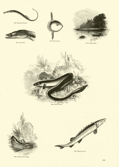 Página del Museo Pictórico de la Naturaleza Animada de English School