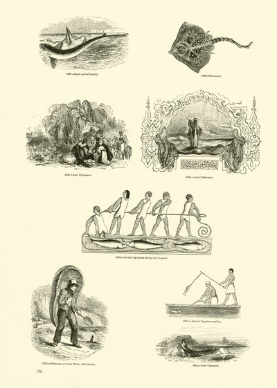 Página del Museo Pictórico de la Naturaleza Animada de English School