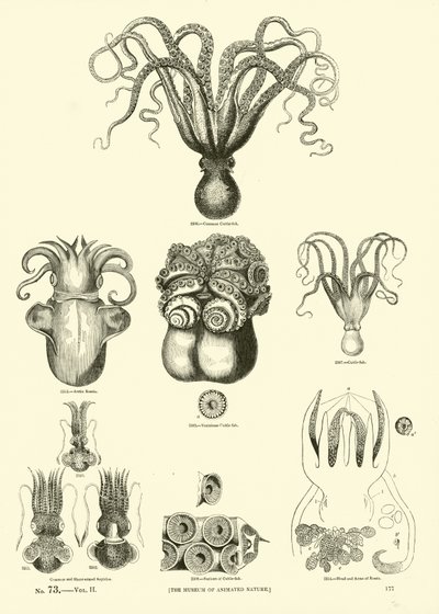 Página del Museo Pictórico de la Naturaleza Animada de English School
