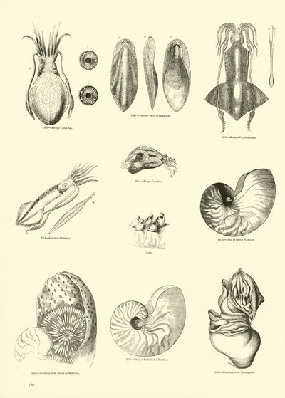 Página del Museo Pictórico de la Naturaleza Animada de English School
