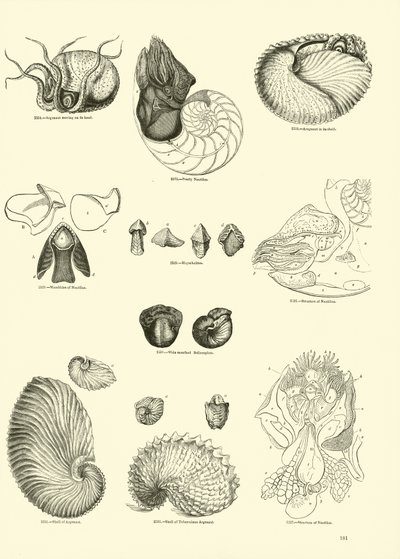 Página del Museo Pictórico de la Naturaleza Animada de English School