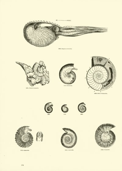 Página del Museo Pictórico de la Naturaleza Animada de English School