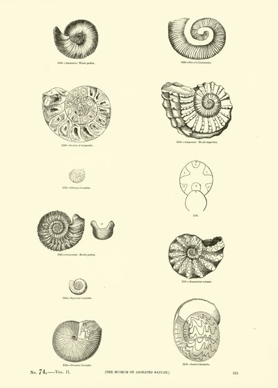 Página del Museo Pictórico de la Naturaleza Animada de English School