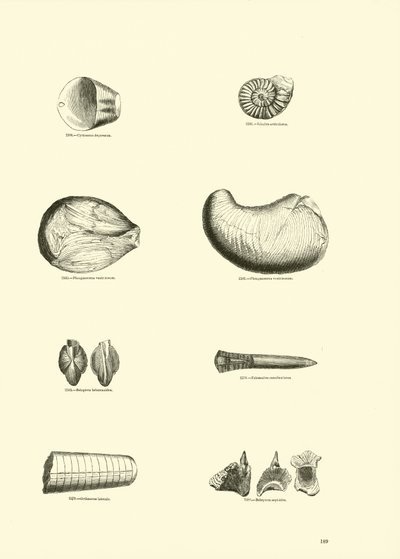 Página del Museo Pictórico de la Naturaleza Animada de English School