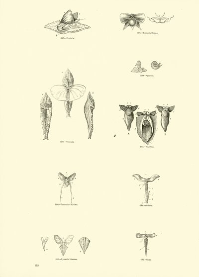 Página del Museo Pictórico de la Naturaleza Animada de English School